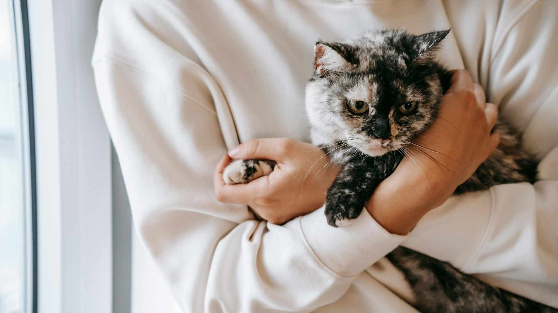 gatito en brazos